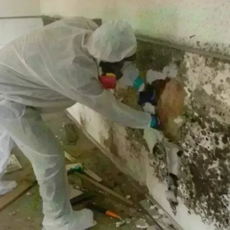 Mold Remediation and Removal in Murray County, GA